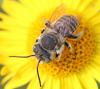 Megachile sp.